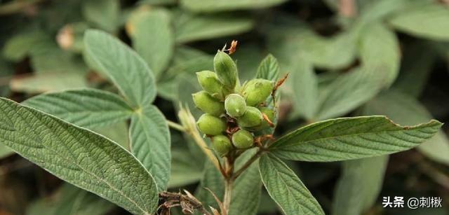 黄刺玫原变种:黄刺玫生长周期 黄刺玫和黄蔷薇怎么区分？
