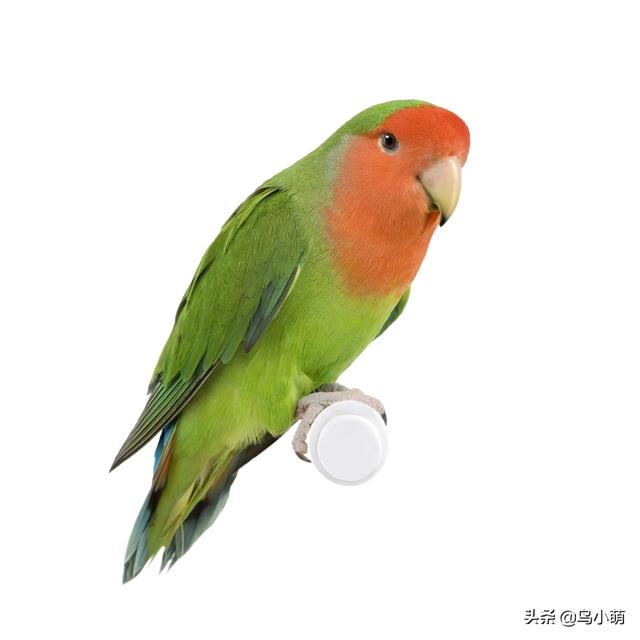 长尾鹦鹉雏鸟病:鹦鹉常见病有哪些，吃什么药？ 卡罗莱纳长尾鹦鹉