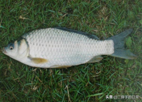 网友争相晒巨猫:到底多大的鲫鱼算大板鲫？如果一直让它长，鲫鱼能长多大？