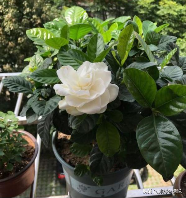 盆栽黄水仙怎么养:栀子花盆栽怎么养？栀子花的养殖方法？