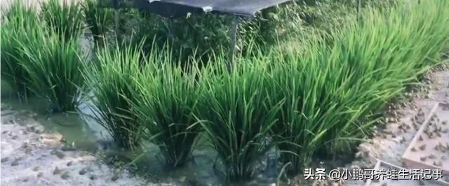 三十而立,立的是什么？有多少人能立起来？