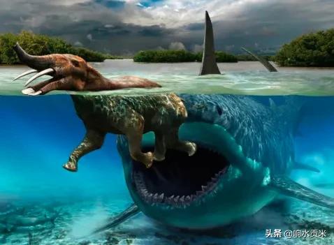 鲨鱼碰上虎鲸动都不动,任凭虎鲸撕咬,这是为什么?