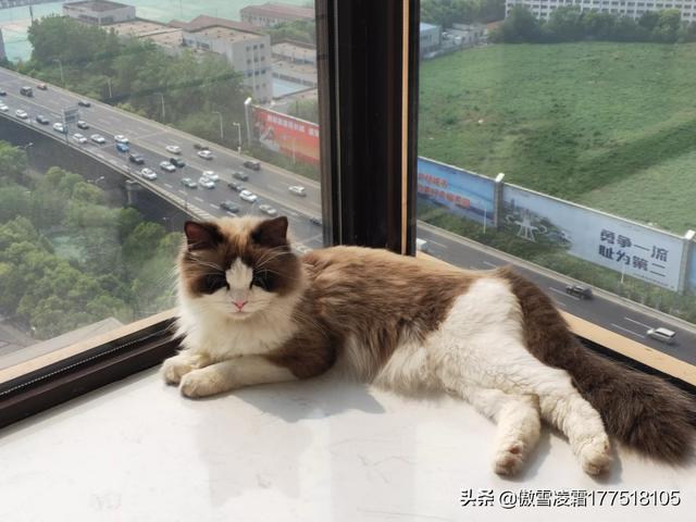 爱洗澡的猫猫:猫咪不爱洗澡我该拿它怎么办？