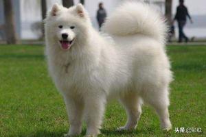 萨摩耶犬的优缺点,你知道萨摩耶有什么缺点吗？