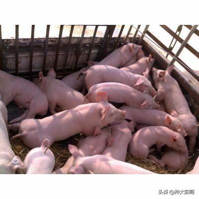 小猪拉稀不吃食怎么办？插图10