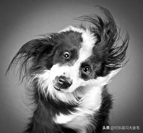可爱宠物狗视频大全:哪些品种狗狗养起来比较难？