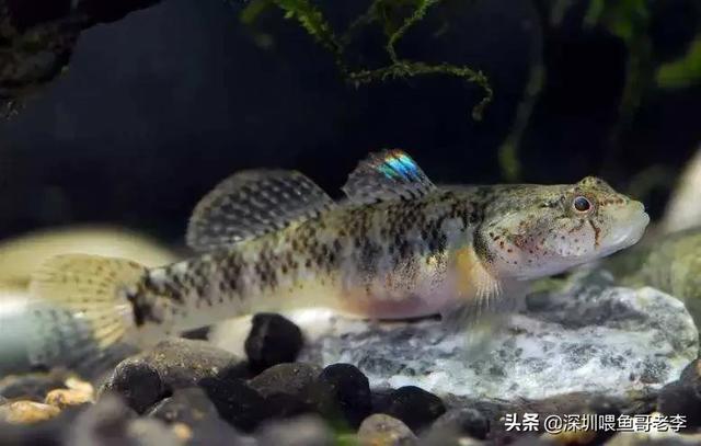 红狼牙鰕虎鱼:虾虎鱼只吃活食吗？为什么？