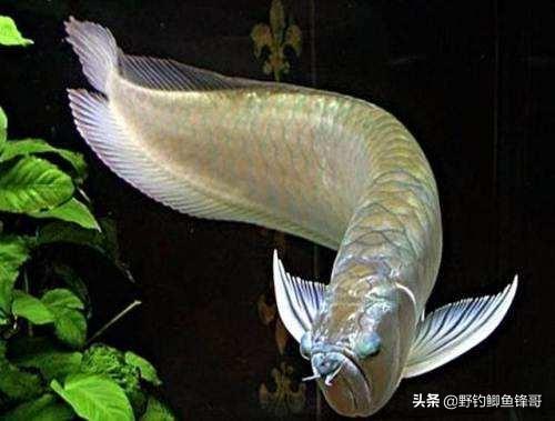 鹦鹉银龙鱼混养:一条银龙鱼和六条鹦鹉鱼混养合适吗？