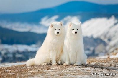 萨摩犬:详细介绍下萨摩耶的优缺点？