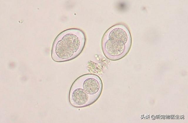 犬虫净驱球虫效果好吗:甲硝唑能治兔子球虫病吗？