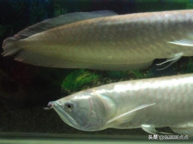 银龙鱼的饲养与观赏:养银龙鱼需要什么样的水？