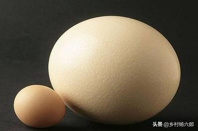 驼鸟:有人说鸵鸟喜欢吃泥、沙，是怎么回事？