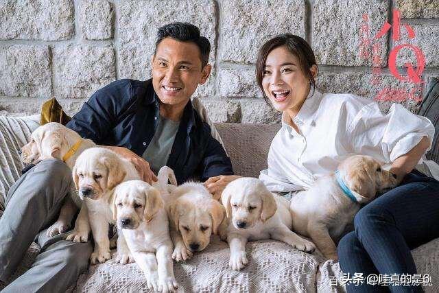 导肓犬小q在线观看:电影《小q》里导盲犬腿瘸是怎么拍的？