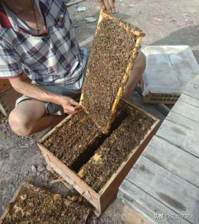 头条问答 养蜂人需要搞清楚蜜蜂的采集半径以及飞行距离吗 山村红娃的回答 0赞