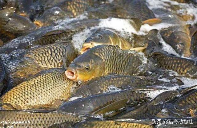 亚洲鲤鱼已完全失控,一路吃光其它鱼类,鱼类泛滥有多恐怖？