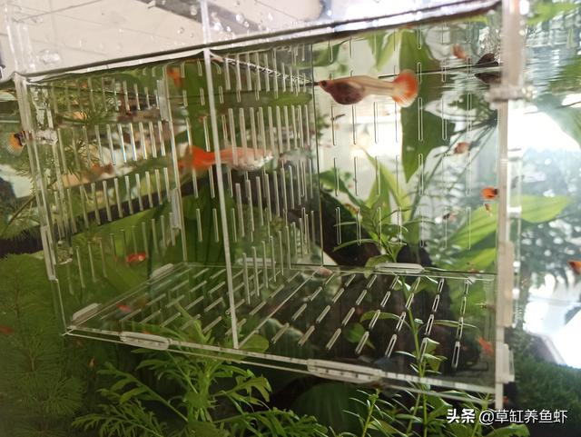 凤尾鱼繁殖用把公鱼拿出去么:凤尾鱼繁殖是直接产鱼还是产卵 孔雀鱼生小鱼必须隔离吗？
