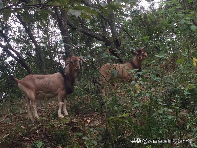 动物性饲料互联网项目:“互联网养羊”是真的在养羊吗？