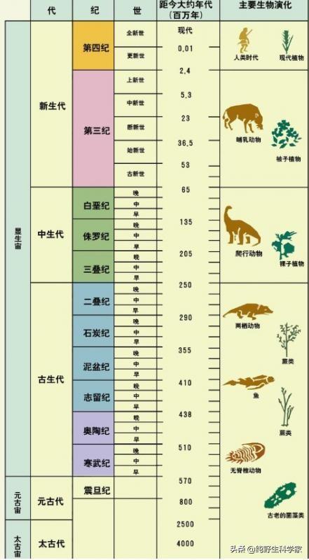 旋齿鲨:哪种动物在进化的道路上跑偏了？