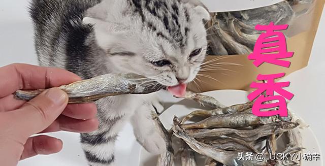 神采飞扬宠物团购:狗狗肠胃差，用什么办法能改善？ 神采飞扬 团购