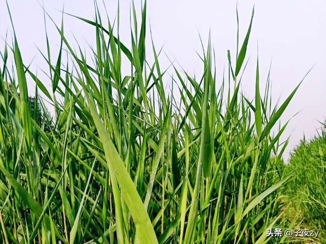 失聯遇害李某某的好友發聲，稱早發現洪某有問題，怎么看