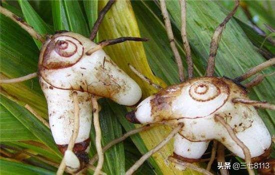 2017年鲜白芨价格:白芨价格触底，怎样加工更好？