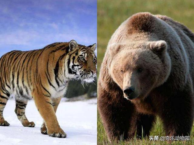 东北虎和棕熊图片