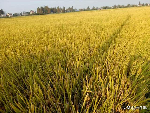 杨奇清:湖南省平江县走出去的名人有哪些？