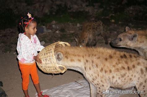 改变世界的犬类 mkv:非洲的鬣狗能否驯化用来看家护院？