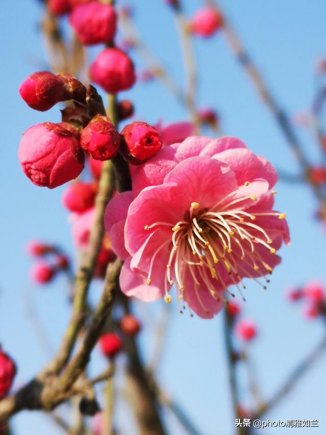 梅花品种有排名吗龙游梅和骨里红哪个好