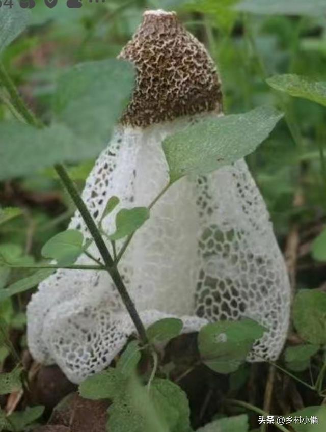 什么食品可以放10年以上还可以吃？插图51