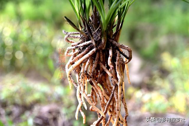 兰花的种植方法:兰花要怎样种才好，怎样才不会烂根？