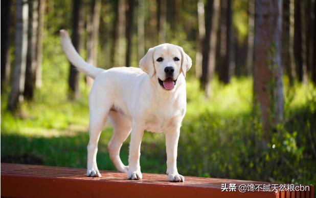 拉布拉多犬介绍及图片:为什么越来越少人养拉布拉多犬？ 拉不拉布拉多犬图片