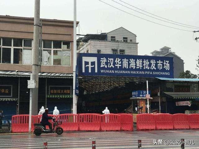 会飞的蝙蝠属于什么类:哺乳动物那么多，为什么只有蝙蝠能飞？它是怎么进化的？