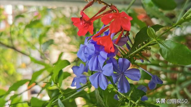 小狗种美丽鲜花下载:家里养死的花，花土要怎么处理才可以重新种花？