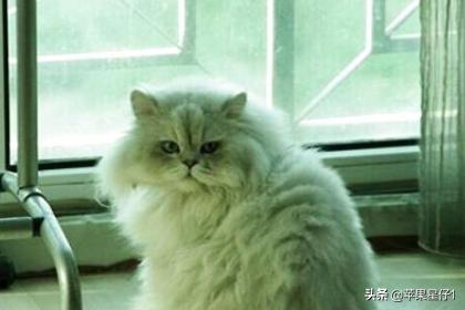 猫食欲不振:猫咪精神不好食欲不振怎么办？