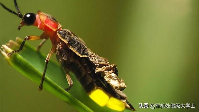 萤火虫为什么会发光:为什么萤火虫的屁股会发光？