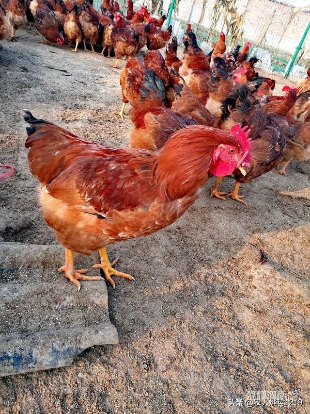 求琴仙的小宠物饲养日记:想养七千只鸡，有没有朋友提点建议，新手？