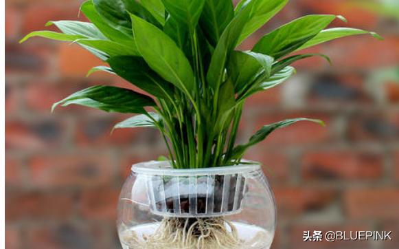 一帆风顺怎么养:水培一帆风顺怎么养才茂盛？