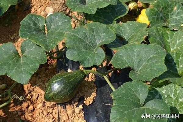 头条问答 种植的南瓜藤 为什么夏南瓜结的少 秋南瓜反而会结得多 这是什么原因啊 黄姨冰粉的回答 0赞