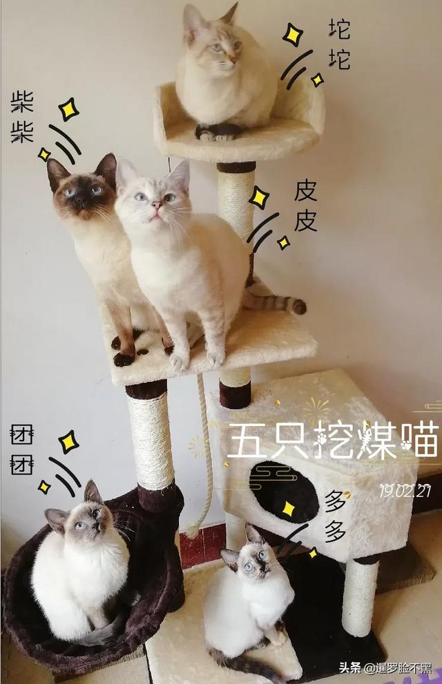 猫咪品种大全及图片鲜罗猫:有没有人认识这是什么猫？