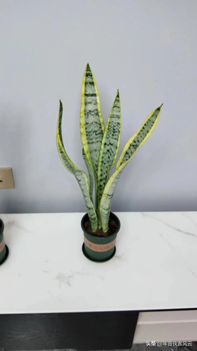 虎皮令箭夏天能扦插吗