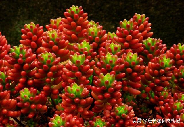 虹之玉冬季养殖:虹之玉冬季养殖方法 为什么多肉虹之玉的颜色很深？