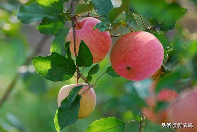 苹果做出了什么让步，苹果褐斑病的发生会产生怎样的危害影响我们又该如何做好防治
