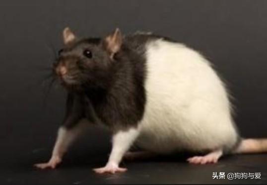 最小型宠物狗品种大全图片:高智商互动性强的小型宠物有哪些？
