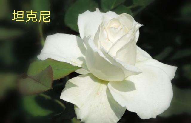 优秀月季花品种介绍百度网:名贵月季十大品种是哪些品种？