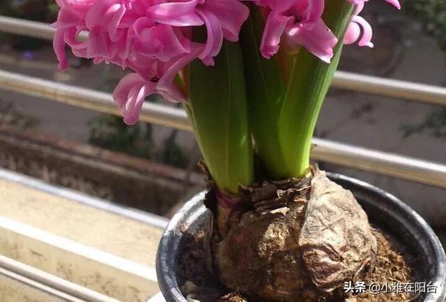 头条问答 新买的风信子可以带盆土种吗 13个回答