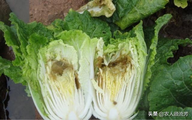 十字花科蔬菜软腐病:芹菜腐烂怎么办？打什么药效果好？