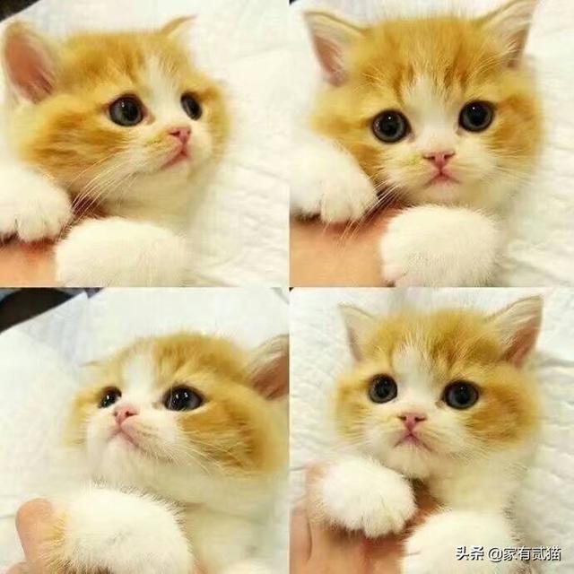可爱的猫猫狗狗:动物界的动物为啥多是小时候比较可爱？如小奶猫、小奶狗之类的？