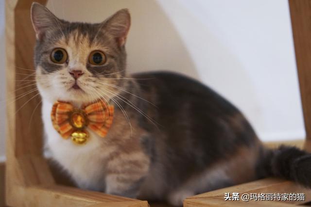 低端天然猫粮:有没有什么便宜点的猫粮推荐？