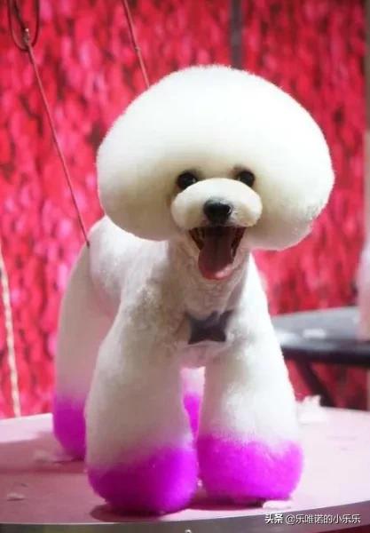 苏州宠物造型:泰迪犬有哪些不同风格的造型呢？